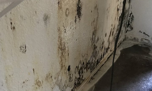 Mold on Walls
